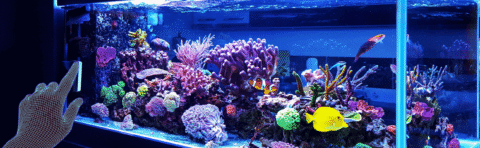 An image of an aquarium full of tropical fish